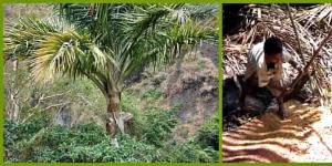 Саго – изготовление и свойства пальмовой и искусственной крупы; ее польза и вред; рецепты приготовления каши (в том числе в мультиварке)